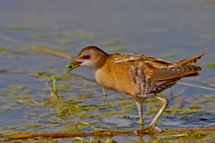 Little Crake