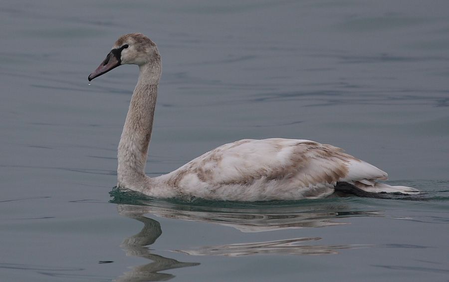 Mute Swan