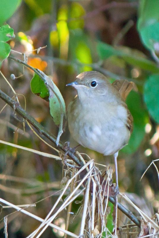 Common Nightingale
