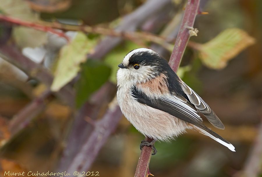 Long-tailed Tit