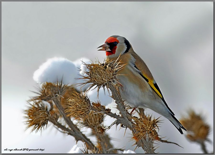 European Goldfinch