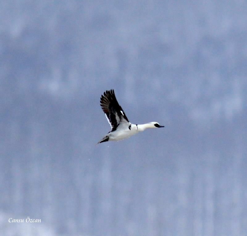 Smew