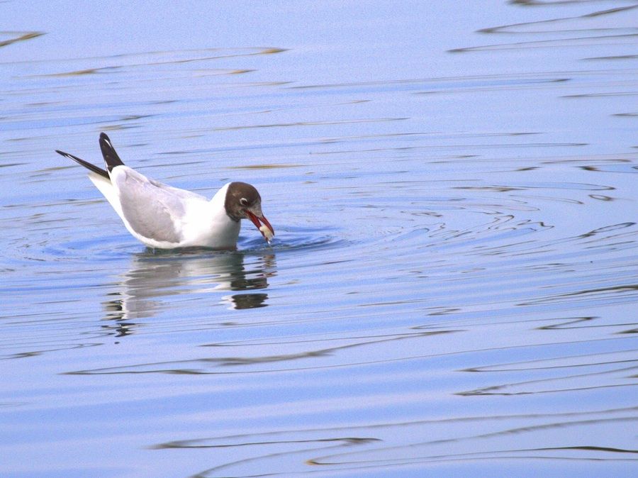 Black-headed Gull