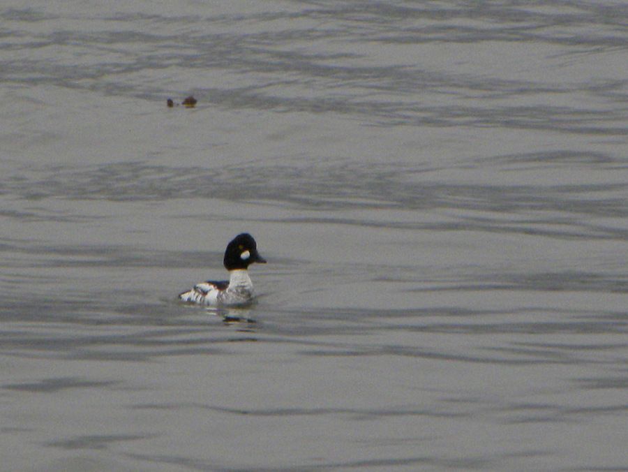 Common Goldeneye