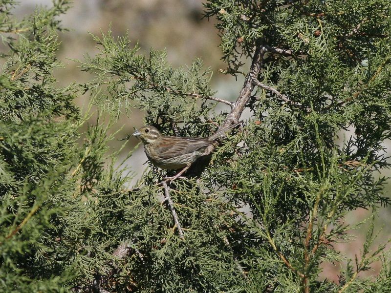 Cirl Bunting