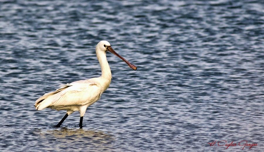 Eurasian Spoonbill