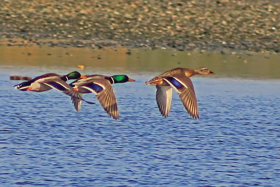 Mallard