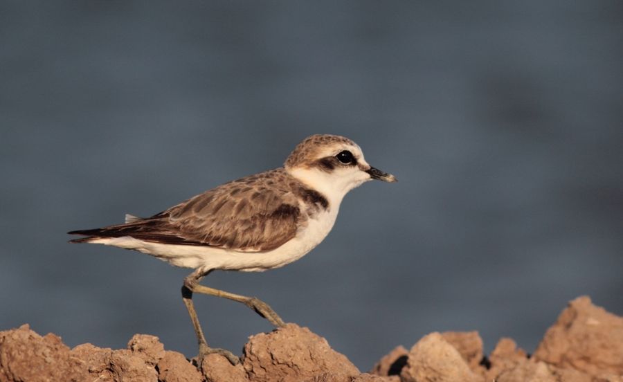 Kentish Plover