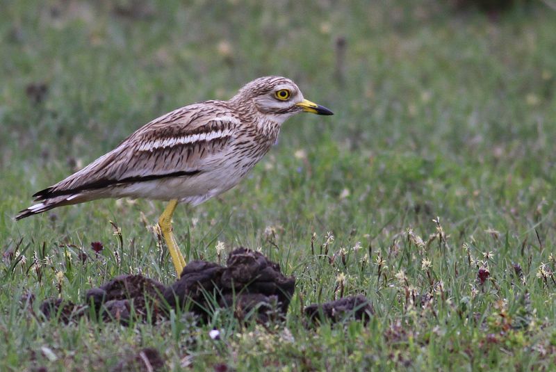 Eurasian Stone-curlew