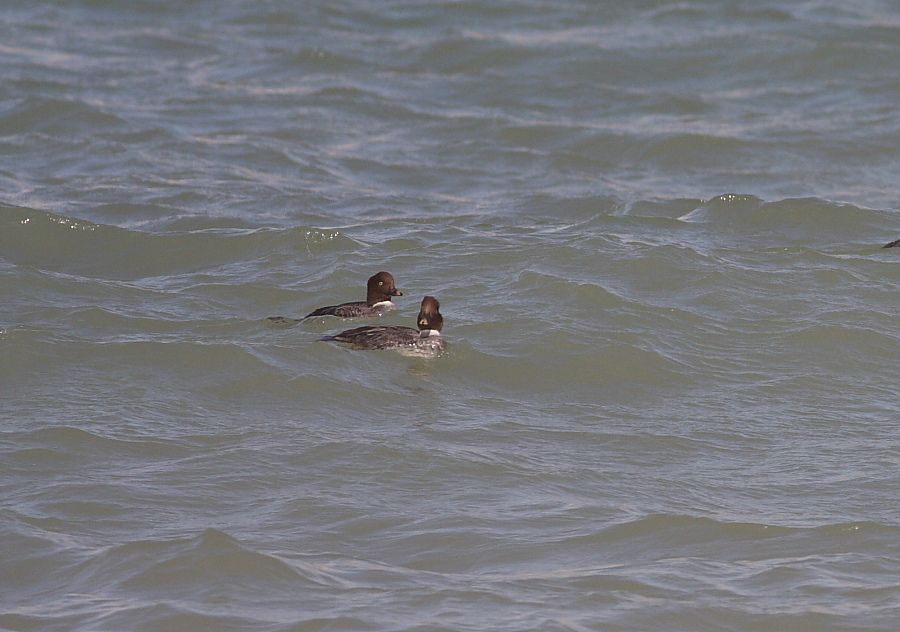 Common Goldeneye