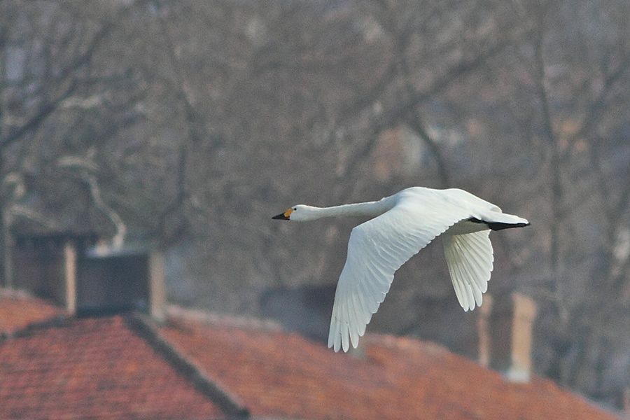 Tundra Swan