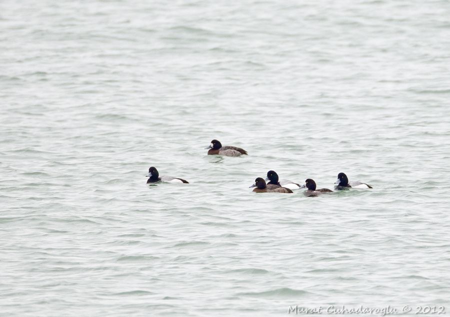 Greater Scaup