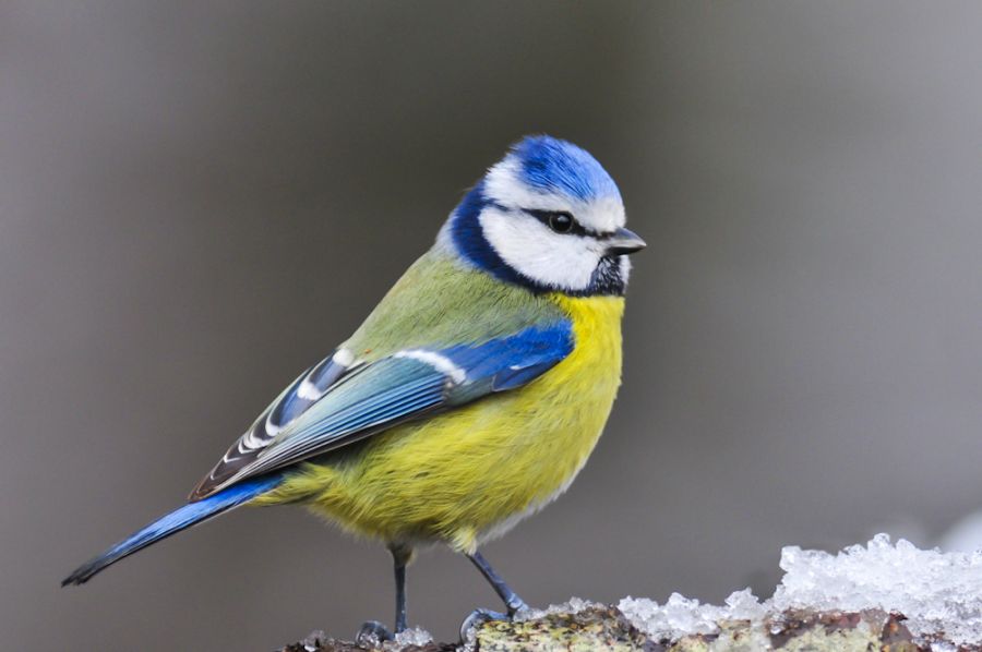 Mavi Baştankara