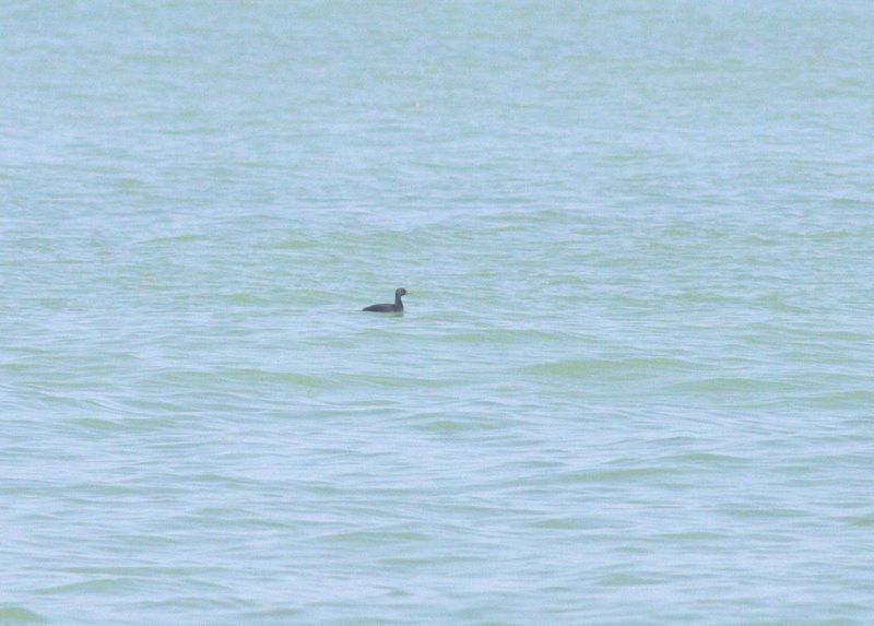 Common Scoter