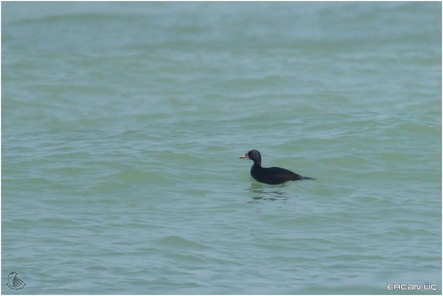 Common Scoter