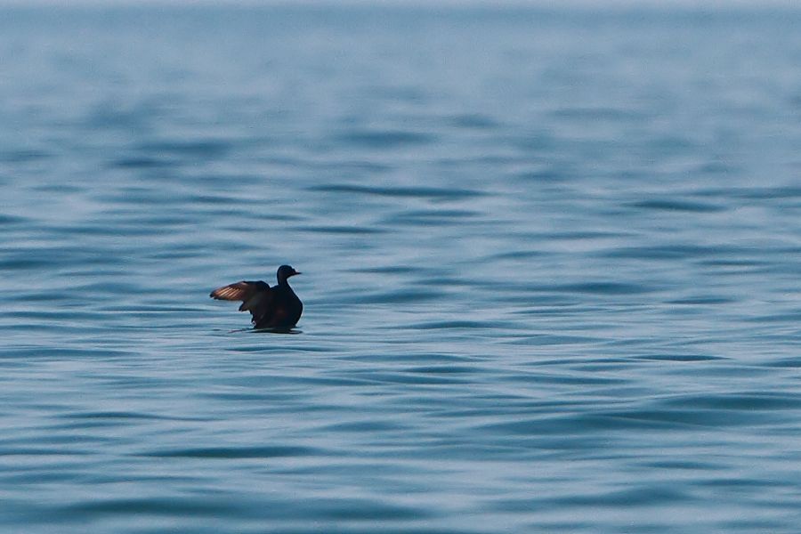 Common Scoter