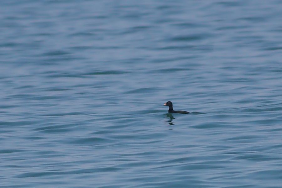 Common Scoter