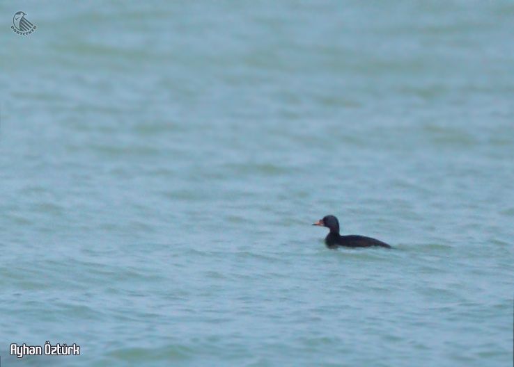 Common Scoter