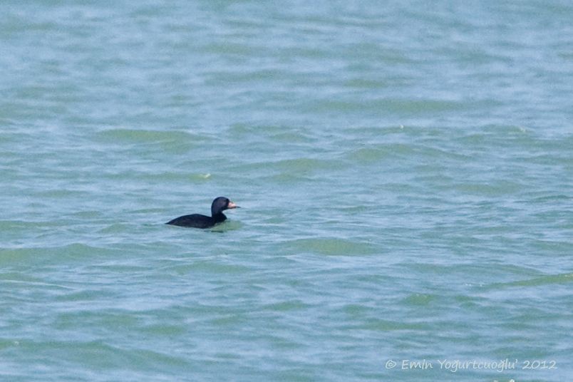 Common Scoter