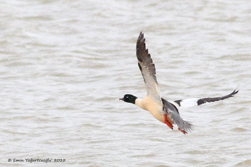 Common Merganser