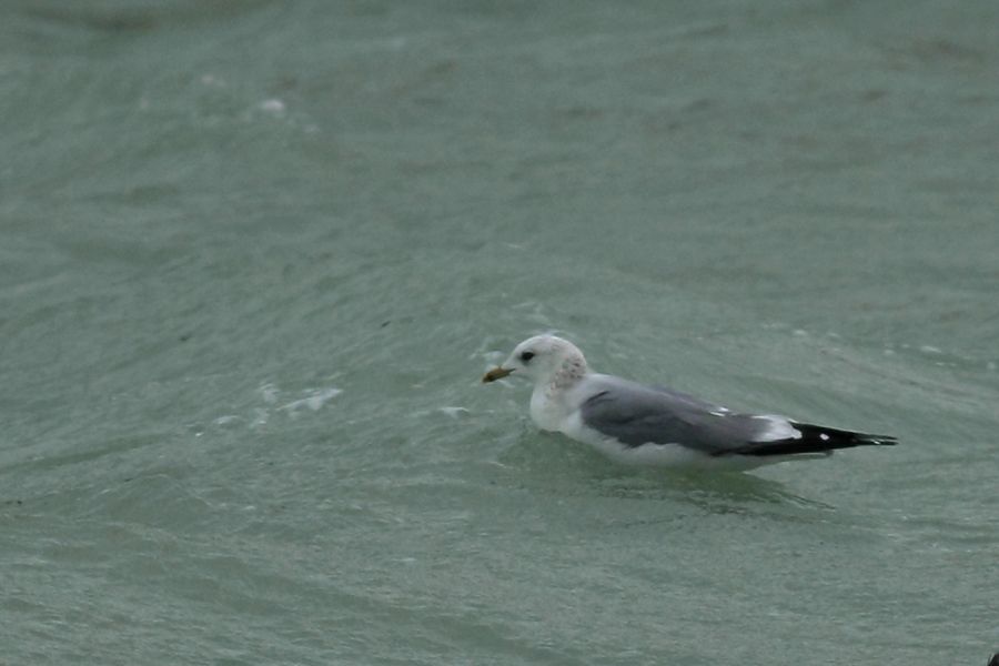 Common Gull
