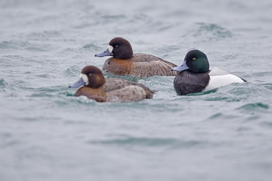 Greater Scaup