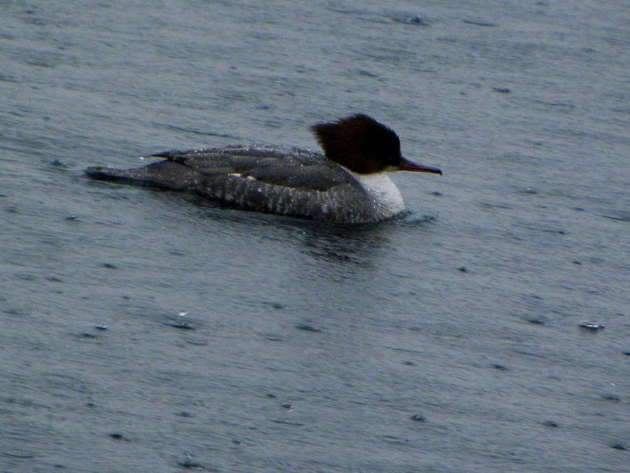 Common Merganser