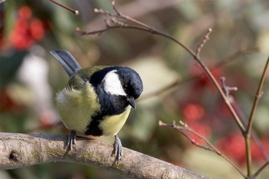 Great Tit