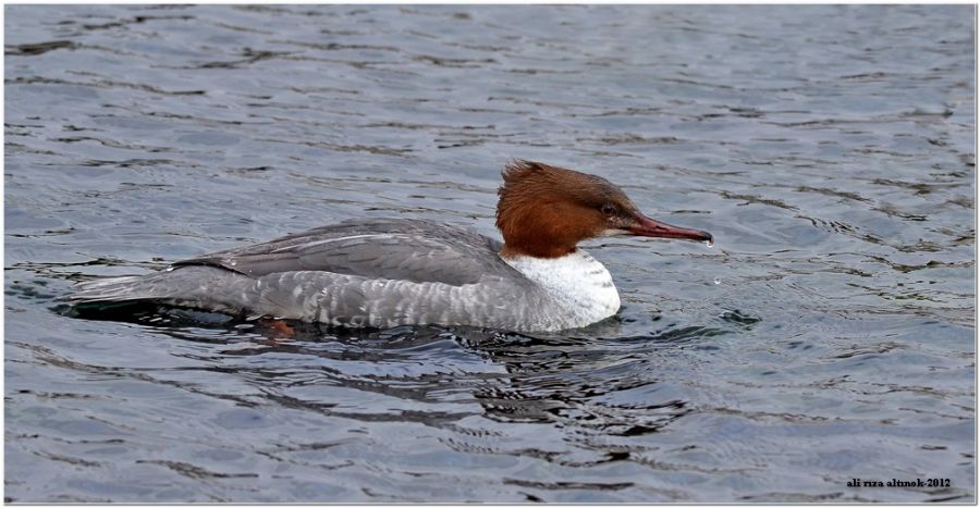 Common Merganser