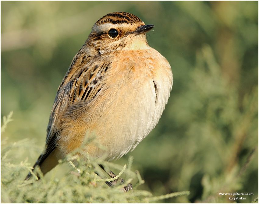 Whinchat