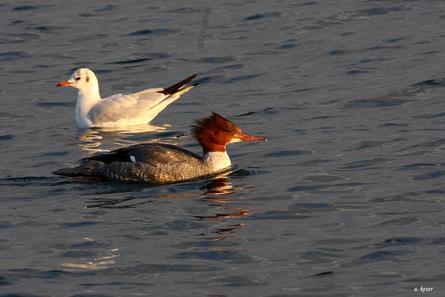 Common Merganser