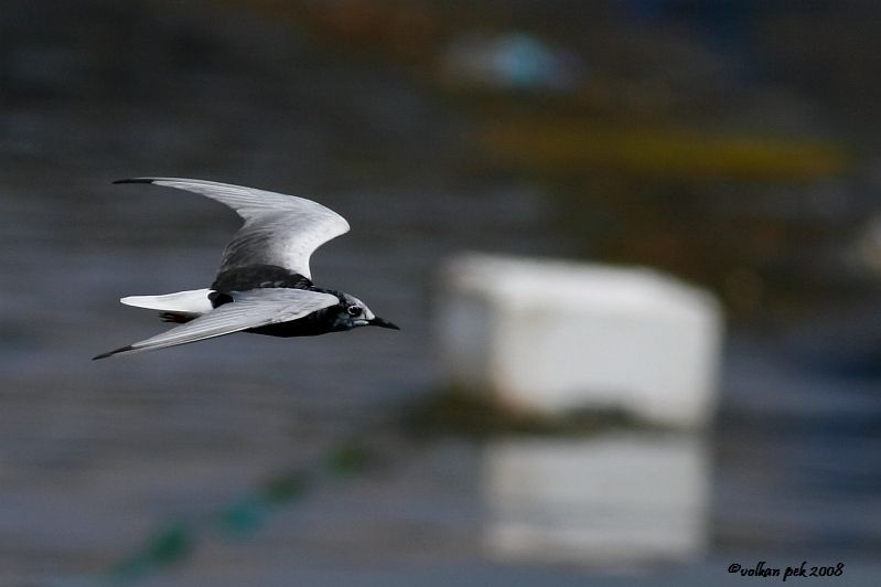 White-winged Tern