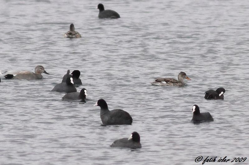 Gadwall