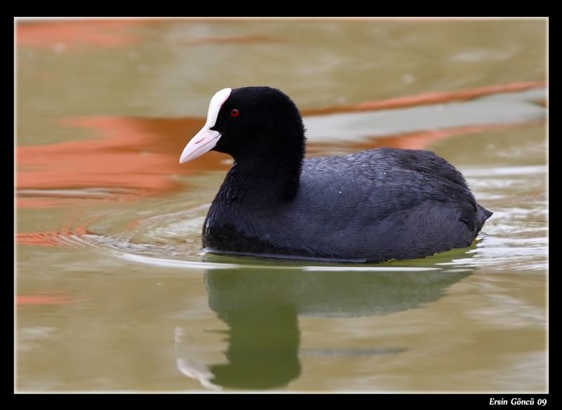 Eurasian Coot