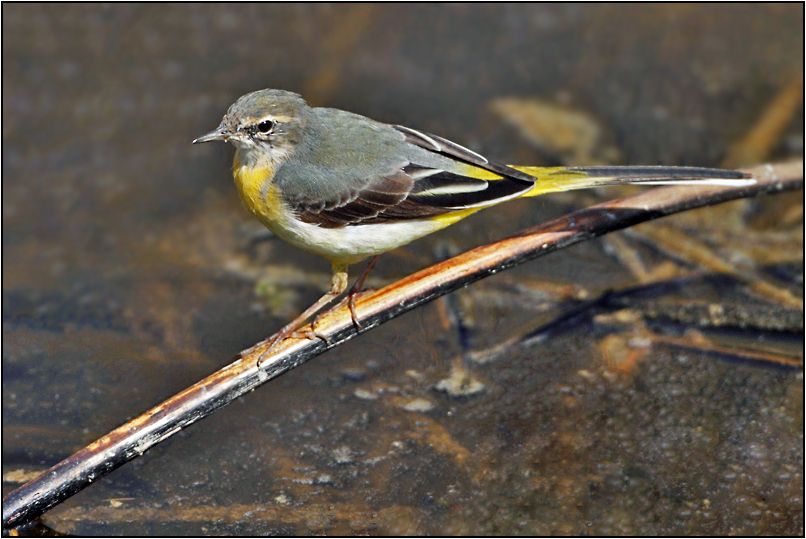Grey Wagtail