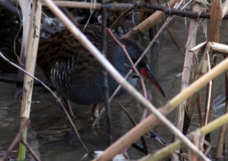Water Rail