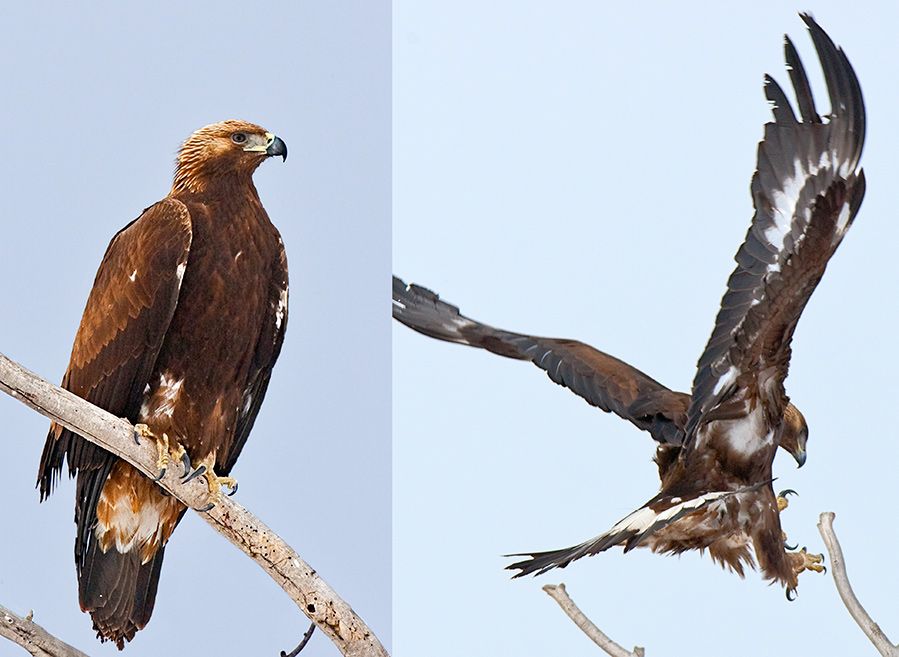 Golden Eagle