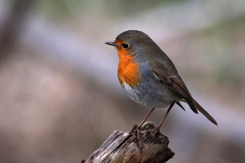 European Robin