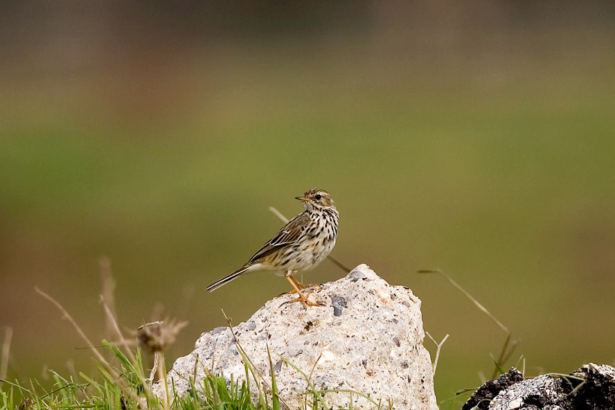 Meadow Pipit