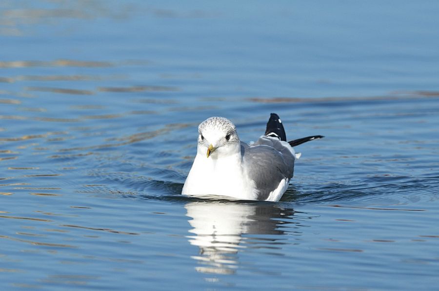 Common Gull