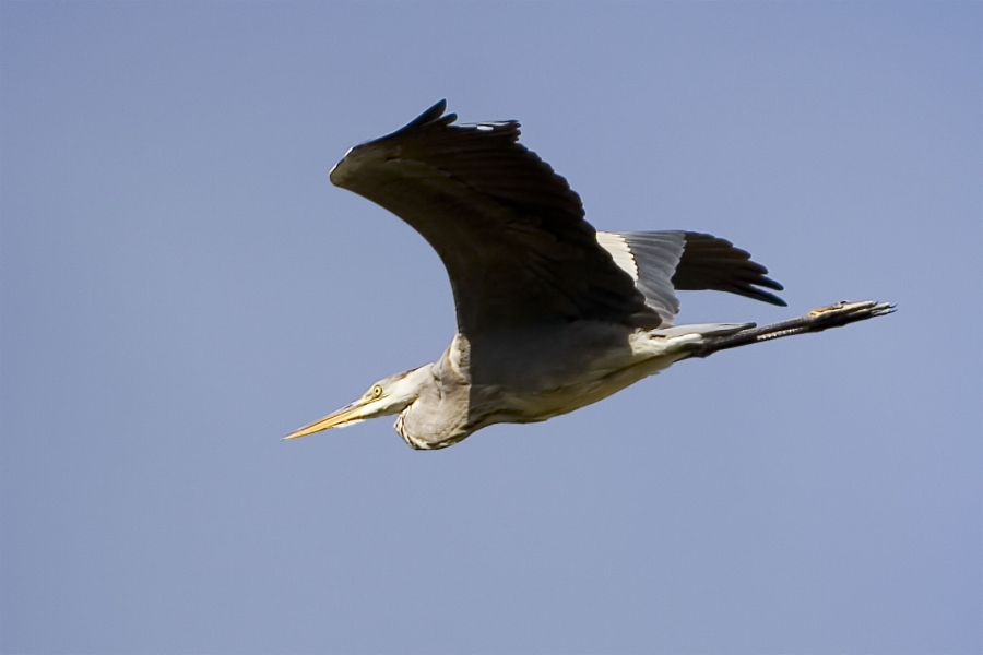 Grey Heron