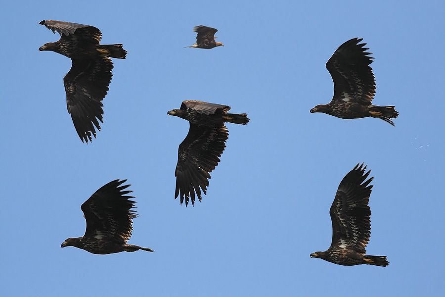 White-tailed Eagle