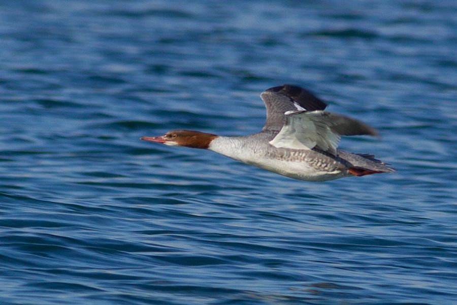 Common Merganser