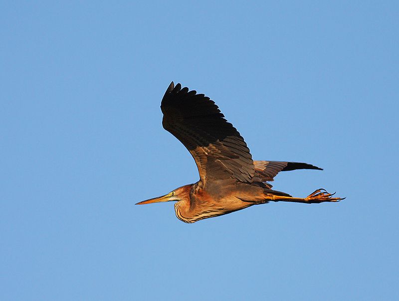 Purple Heron
