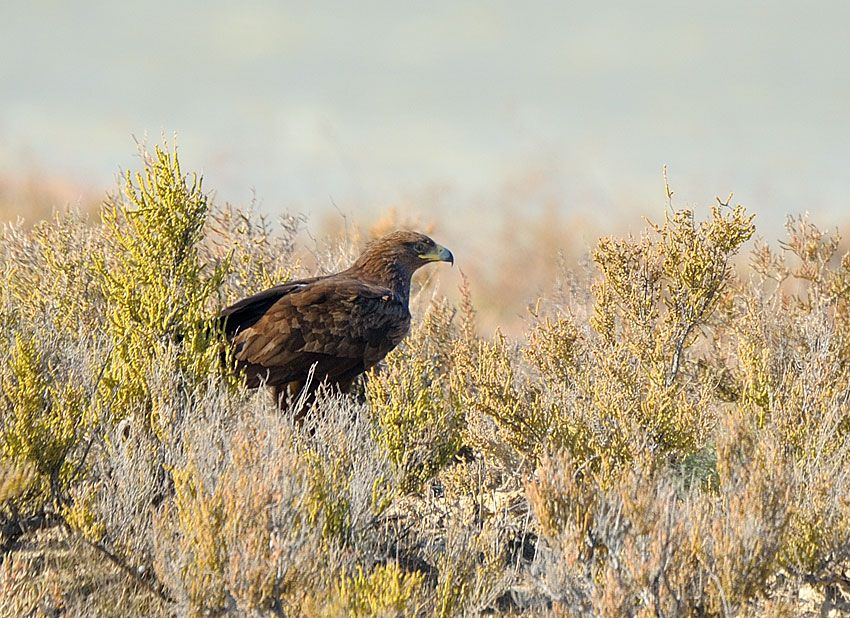 Greater Spotted Eagle