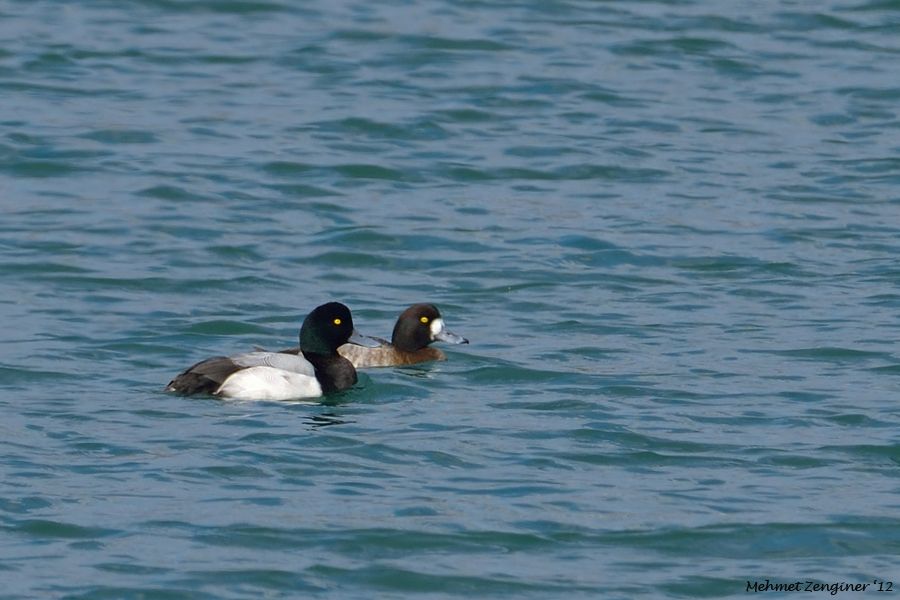 Greater Scaup