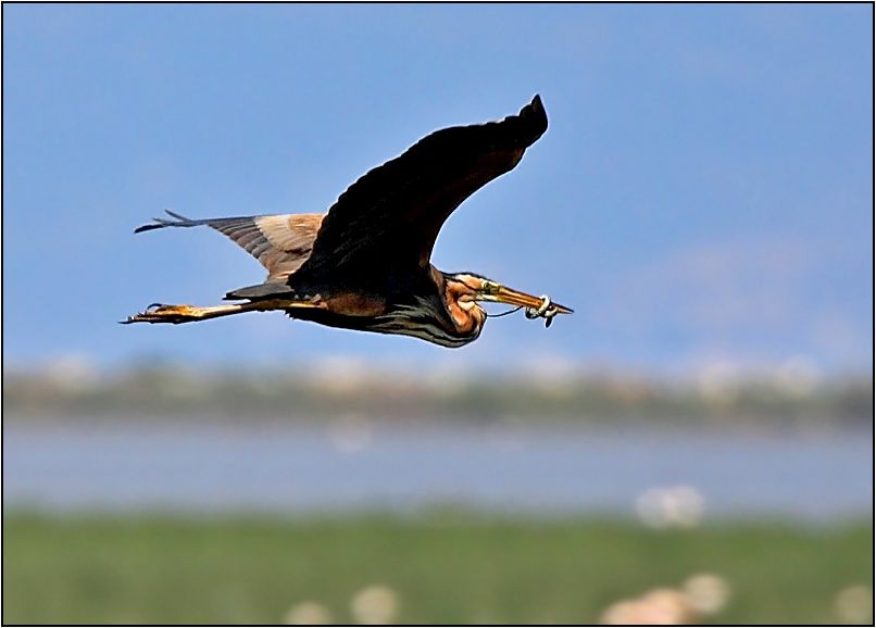 Purple Heron