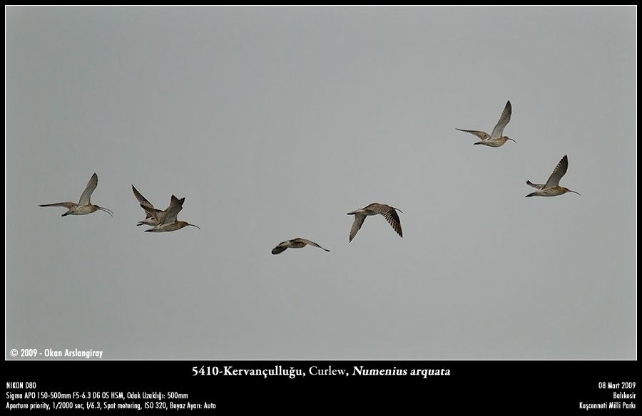Eurasian Curlew
