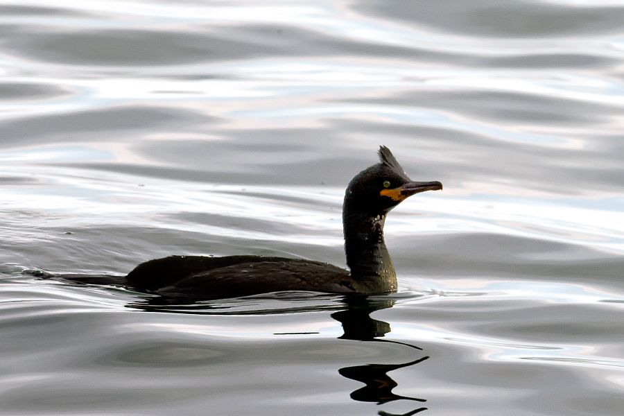Tepeli Karabatak