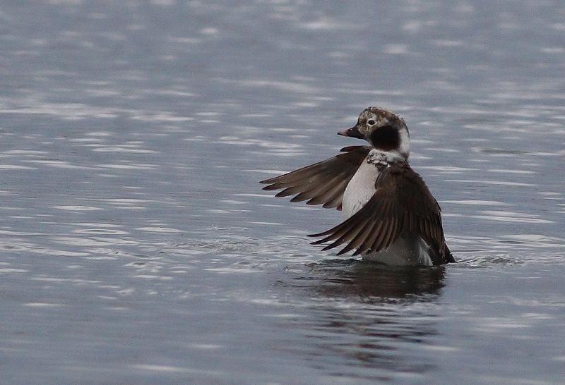 Long-tailed Duck